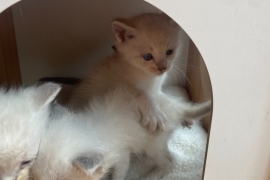 Exclusive Siberian Neva Masquerade X Ragdoll Lynx 