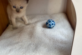 Exclusive Siberian Neva Masquerade X Ragdoll Lynx 