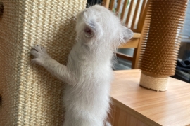 Exclusive Siberian Neva Masquerade X Ragdoll Lynx 
