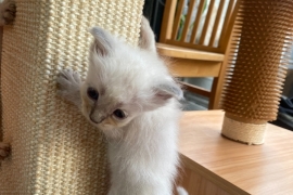 Exclusive Siberian Neva Masquerade X Ragdoll Lynx 