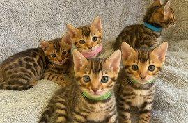 ✨ Stunning Pedigree Bengal Kitten – TICA Registere