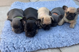French Bulldog carrying fluffy & Pink