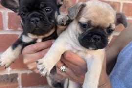 French Bulldog carrying fluffy & Pink