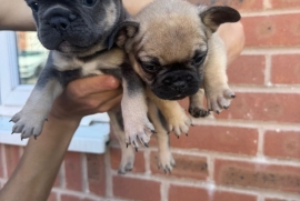 French Bulldog carrying fluffy & Pink