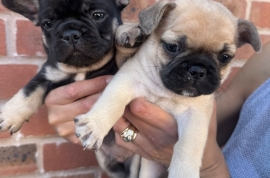 French Bulldog carrying fluffy & Pink