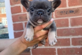 French Bulldog carrying fluffy & Pink