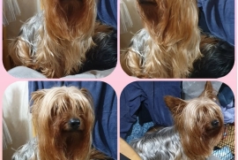Beautiful stunning Yorkshire Terrier steel blue 