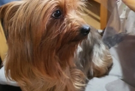 Beautiful stunning Yorkshire Terrier steel blue 