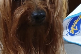 Beautiful stunning Yorkshire Terrier steel blue 