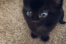  2LOVELY KITTENS  READY FOR NEW HOME!!