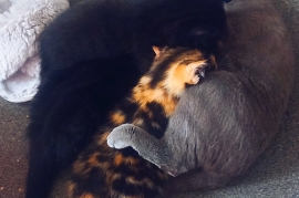  2LOVELY KITTENS  READY FOR NEW HOME!!