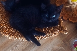  2LOVELY KITTENS  READY FOR NEW HOME!!
