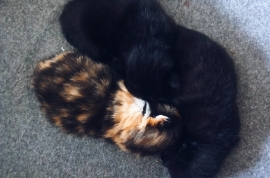  2LOVELY KITTENS  READY FOR NEW HOME!!