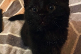  2LOVELY KITTENS  READY FOR NEW HOME!!