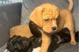 Cockerspaniel/Pug Pups seeking happy forever home