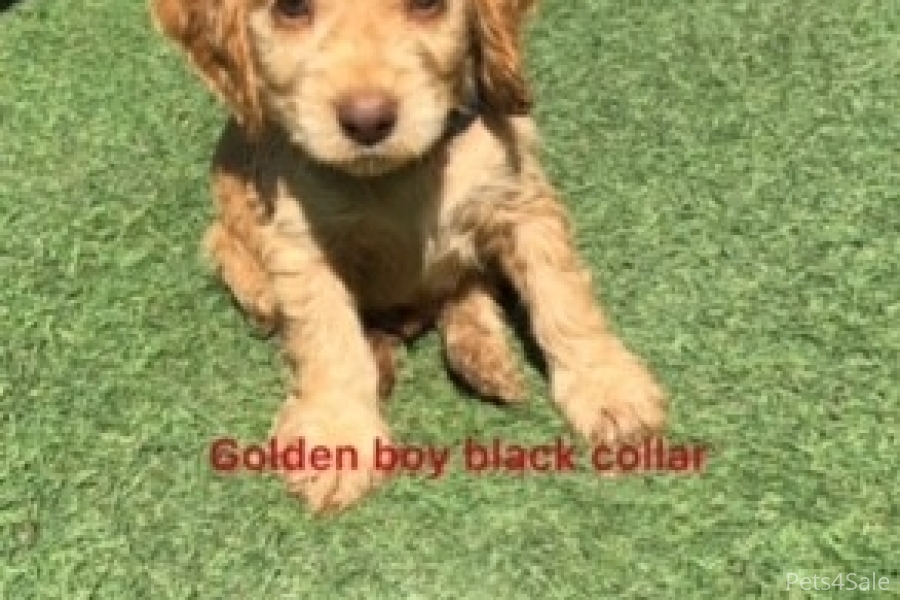 Cocker spaniels puppies