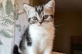 Beautiful pedigree Scottish fold and straight kitt