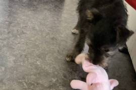 Rex - Jack Russell cross Cairns terrier
