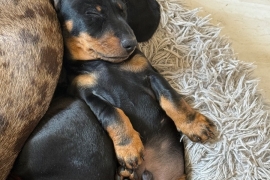 Two male smooth haired miniature dachshund puppies