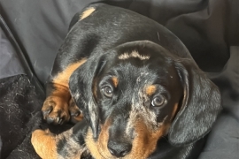 Two male smooth haired miniature dachshund puppies