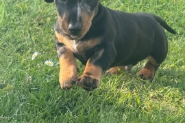 Two male smooth haired miniature dachshund puppies