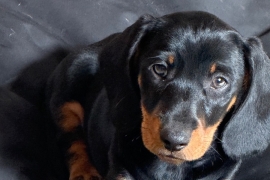 Two male smooth haired miniature dachshund puppies