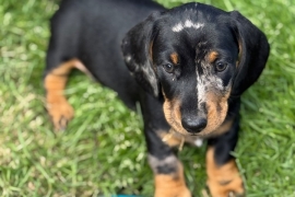 Two male smooth haired miniature dachshund puppies