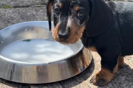 Two male smooth haired miniature dachshund puppies