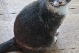 Beautiful 11 month old kitten, called lulu Good wi