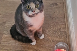 Beautiful 11 month old kitten, called lulu Good wi