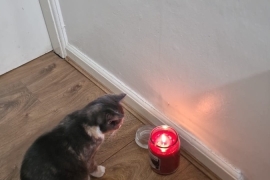 Beautiful 11 month old kitten, called lulu Good wi