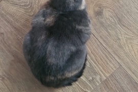 Beautiful 11 month old kitten, called lulu Good wi