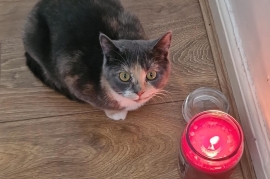 Beautiful 11 month old kitten, called lulu Good wi
