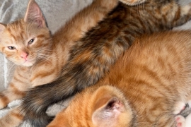 3 beautiful kittens 2 male 1 female
