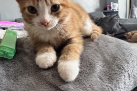 3 beautiful kittens 2 male 1 female