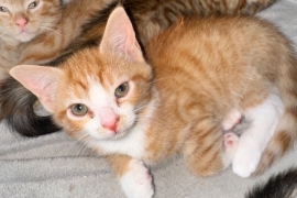 3 beautiful kittens 2 male 1 female