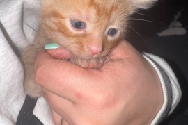 3 beautiful kittens 2 male 1 female