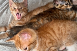 3 beautiful kittens 2 male 1 female