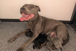 KC reg Blue and Black Kassius pups outstanding Ped