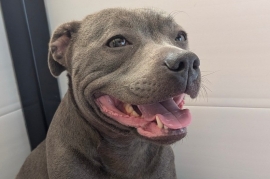 KC reg Blue and Black Kassius pups outstanding Ped