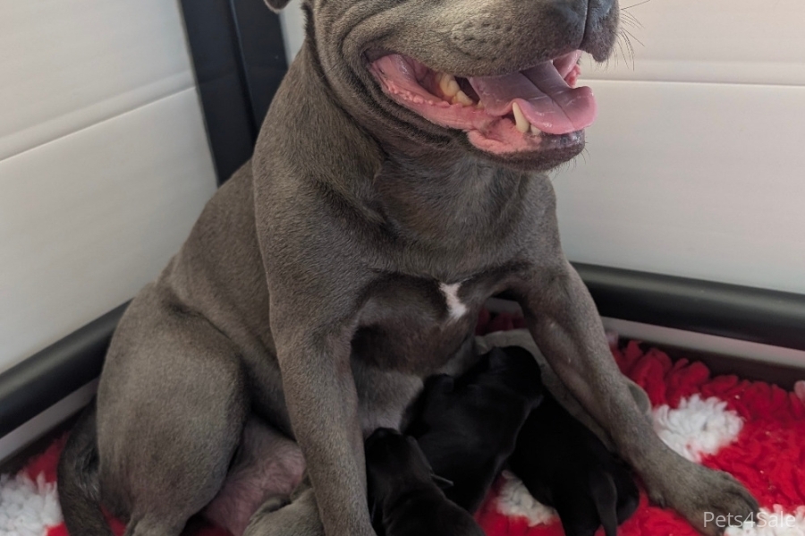 KC reg Blue and Black Kassius pups outstanding Ped