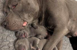 KC reg Blue and Black Kassius pups outstanding Ped