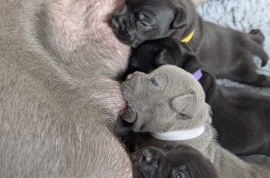 KC reg Blue and Black Kassius pups outstanding Ped