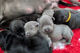 KC reg Blue and Black Kassius pups outstanding Ped