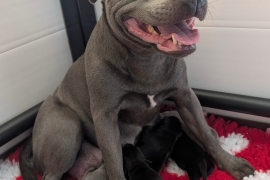 KC reg Blue and Black Kassius pups outstanding Ped