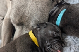 KC reg Blue and Black Kassius pups outstanding Ped