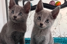 TICA active Russian Blue kittens 