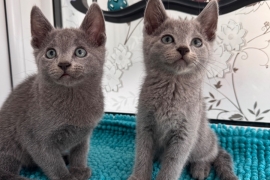 TICA active Russian Blue kittens 