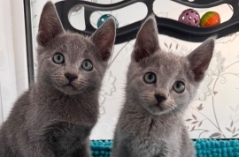 TICA active Russian Blue kittens 