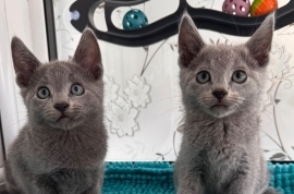 TICA active Russian Blue kittens 